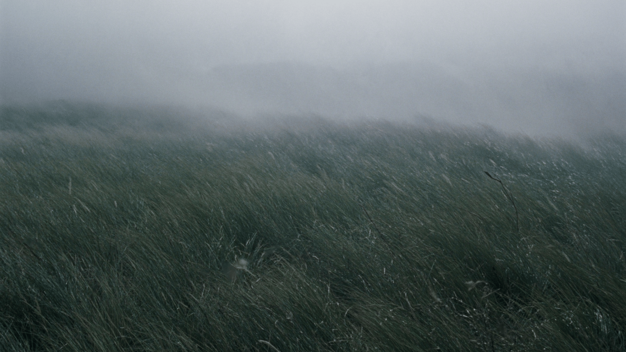A wide expanse of wind-swept dark green grass fading into dense cool gray fog